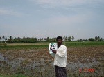 13072029b-irrigated-groundwater-sugarcane-rice-plantation-coconut-banana-double-crop.gif