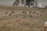 4256IMG_8895.JPG