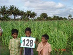 61130128b-rainfed-agriculture-maize.jpg