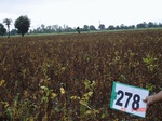 73190278a-rainfed-agriculture-soyabean.jpg