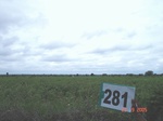 73280281a-rainfed-agriculture-cotton.jpg