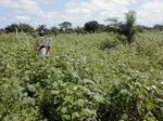 12050GT307_cotton_tomato_et_al.JPG