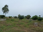 18550P1000386.JPG