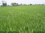 43202007.9.5.st1.JPG