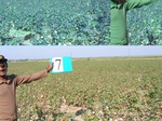 11435007-irrigated-wheat-sw-1b.jpg