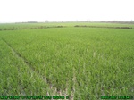 43152007.8.2.st1.JPG