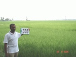 132090335c-irrigated-canal-rice.gif
