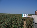 10276055-Irrigated (Surface water) cotton-b.jpg
