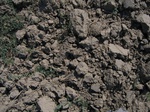 10366vp-058-Irrigated (Surface water) winter wheat-a.jpg