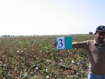 11424003-irrigated-cotton-sw-1b.jpg