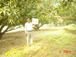 6572gt065-orchard-1.jpg