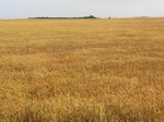 2012-08-30_11-29-19_CIMG0034.JPG