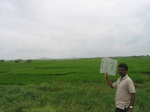 7703gt0117a-cultivated-irrigaated-rice-krishna-srisailam.jpg
