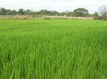 1803920100107_gt02a_Agriculture_Rice_Irrigated_Triple_Continous.JPG