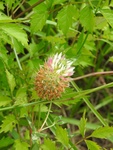 2017-06-12_12-50-23_DSCN3827.JPG