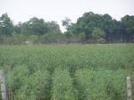 17447100_2135.JPG