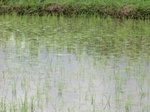 2012-09-07_10-01-30_CIMG6616.JPG
