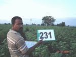 71620231a-rainfed-agriculture-cotton-dominant-sorghum.jpg
