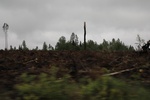 2018-04-14_14-18-55_2017-06-12 06.59.06.jpg