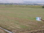8040036-Irrigated (Surface water) winter wheat-ab.jpg