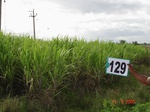 124750129b-irrigated-supplemental-river-water-sugarcane.gif