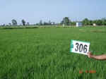 74100306a-irrigated-supplemental-groundwater-tubewell-rice.jpg