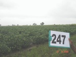 72120247a-irrigated-supplemental-groundwater-sugarcane-dominant-cotton.jpg