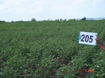 70850205a-rainfed-agriculture-cotton-dominant-gram.jpg