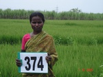 76360374c-irrigated-supplemental-groundwater-mixedcrop-rice-dominant-sugarcane.jpg