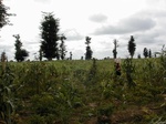 12245GT067_Mais_pepe_other_Adansonia.JPG