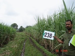 71840238a-irrigated-supplemental-groundwater-sugarcane.jpg