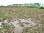 1799020090930_gt01a_Agriculture_Rice_Irrigated_Triple_Continous.JPG