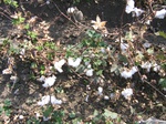 10346vp-041-Irrigated (Surface water) cotton-a.jpg