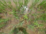 1801820090820_gt02b_Agriculture_Rice_Irrigated_Triple_Continous.JPG