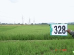 131840328a-irrigated-canal-rice.gif