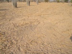 2012-09-28_10-45-14_Convenctional farming plot.jpg