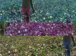 11428005-irrigated-cotton-sw-1b.jpg