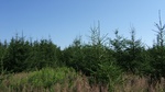 2016-07-25_03-59-59_LSWii_nord.JPG
