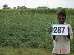 73470287b-irrigated-(supplemental)-rainfed-agriculture-sugarcane-dominant-soyabean.jpg