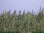1392R0015145_tag.jpg
