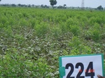 71420224b-rainfed-agriculture-mixedcrop-greengram-cotton-gram.jpg