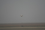 4173IMG_8811.JPG