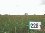 71540228b-rainfed-agriculture-millet.jpg