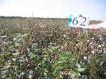 8096062-Irrigated (Surface water) cotton-a.jpg