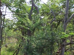 1794527042008(77).JPG