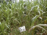 12235GT057_Mais_Groundnut.JPG