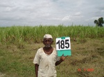 70290185b-irrigated-supplemental-groundwater-sugarcane.jpg