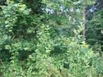 2017-07-01_06-11-50_DSC01435.JPG