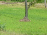 20800P1020659.JPG