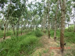 2012-09-26_20-48-15_CIMG0973.JPG
